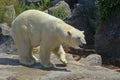 A large polar bear walks in the park. Animals in the wild.