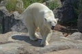 A large polar bear walks in the park. Animals in the wild.