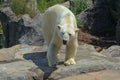 A large polar bear walks in the park.