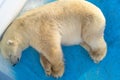 Large polar white bear lies in corner of aviary in zoo tired of heat, top view Royalty Free Stock Photo