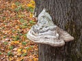 Large polypore on tree. Big tinder fungus on tree stump close-up