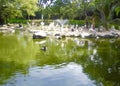 Large pond with beautiful birds and tree Royalty Free Stock Photo