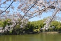 Large pond in cherry blossom session Royalty Free Stock Photo