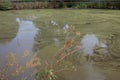 large pond covered with green algae shines