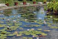 A large pond filled with lily pads, purple water lily flowers and other aquatic plants Royalty Free Stock Photo