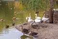 Lake in migratory birds Royalty Free Stock Photo