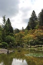 A large pond surrounded by evergreen trees and Japanese Maple trees in Seattle Japanese Gardens Royalty Free Stock Photo