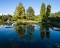 Large pond with water lilies in an italian public park. Royalty Free Stock Photo