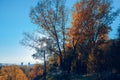 A large poplar covered with yellow autumn foliage against a blue sky and the rising sun