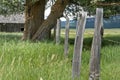 Large poplar tree growing on the fence line in a grassy field Royalty Free Stock Photo