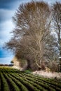 Large poplar tree