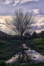 A large poplar tree in winter reflected in the river