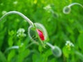 Large poppy bulb above lush foliage