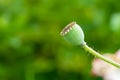 Large poppy capsules (seed pods). Shallow depth of field, summer mood, gentle photo for cards. Opium. Heroin Royalty Free Stock Photo