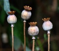 Large poppy seed heads. Royalty Free Stock Photo