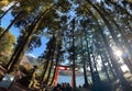 Tori gate near Hakone shrine in Japan Royalty Free Stock Photo