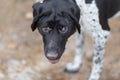 A large portrait of a blind dog breed Pointer