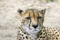 A large portrait of a cheetah, shot from a long distance,