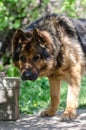 Large portrait of the head of a dog of breed of the German shepherd in a sunny day