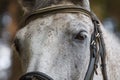 Large portrait of a horse, eyes horse Royalty Free Stock Photo