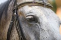 Large portrait of a horse, eyes horse Royalty Free Stock Photo