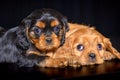 Large portrait of the puppies of the cavalier King Charles spaniel Royalty Free Stock Photo