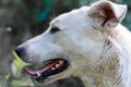 A large portrait of a white dog Royalty Free Stock Photo