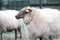 A large portrait of a white sheep on green grass Royalty Free Stock Photo