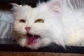 a large portrait of a white sixteen-year-old cat that got angry. close up.