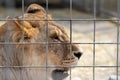 A large portrait of a wild lioness behind bars of a metal fence lion sitting in a cage wild animal deprived of will sits in a Royalty Free Stock Photo