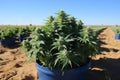 A large pot of marijuana growing in a field. Generative AI image.