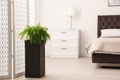 Large pot with plant in bedroom Royalty Free Stock Photo