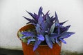 Large pot with purple and blue tradescantia pallida bushes with dew drops