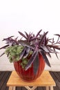 Large pot of purple tradescantia pallida with succulents next to it urban Royalty Free Stock Photo