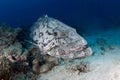 A large potato cod sits on the sand Royalty Free Stock Photo