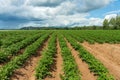 Large potato field with blooming plants in summer sunlight Royalty Free Stock Photo