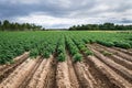 Large potato field with plants in nice straight rows Royalty Free Stock Photo
