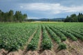 Large potato field with plants in nice straight rows Royalty Free Stock Photo