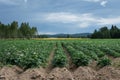 Large potato field with plants in nice straight rows Royalty Free Stock Photo