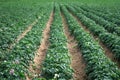 Large potato field with plants in nice straight rows Royalty Free Stock Photo