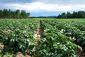 Large potato field with plants in nice straight rows Royalty Free Stock Photo