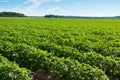 Large potato field with potato plants planted Royalty Free Stock Photo