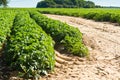 Large potato field Royalty Free Stock Photo