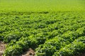 Large potato field with potato plants planted in nice straight rows Royalty Free Stock Photo