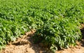 Large potato field with potato plants planted in nice straight rows Royalty Free Stock Photo