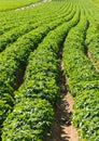 Large potato field with potato plants planted in nice straight rows Royalty Free Stock Photo
