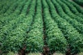 Large potato field in Sweden Royalty Free Stock Photo