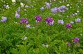 Potato blooming in the field