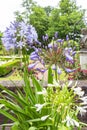 Large pots with white and purple agapanthus flowers in the park of Bouvigne Castle at Breda, Netherlands Royalty Free Stock Photo