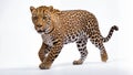 A large and powerful leopard with a thick coat of fur, and a long tail with white background